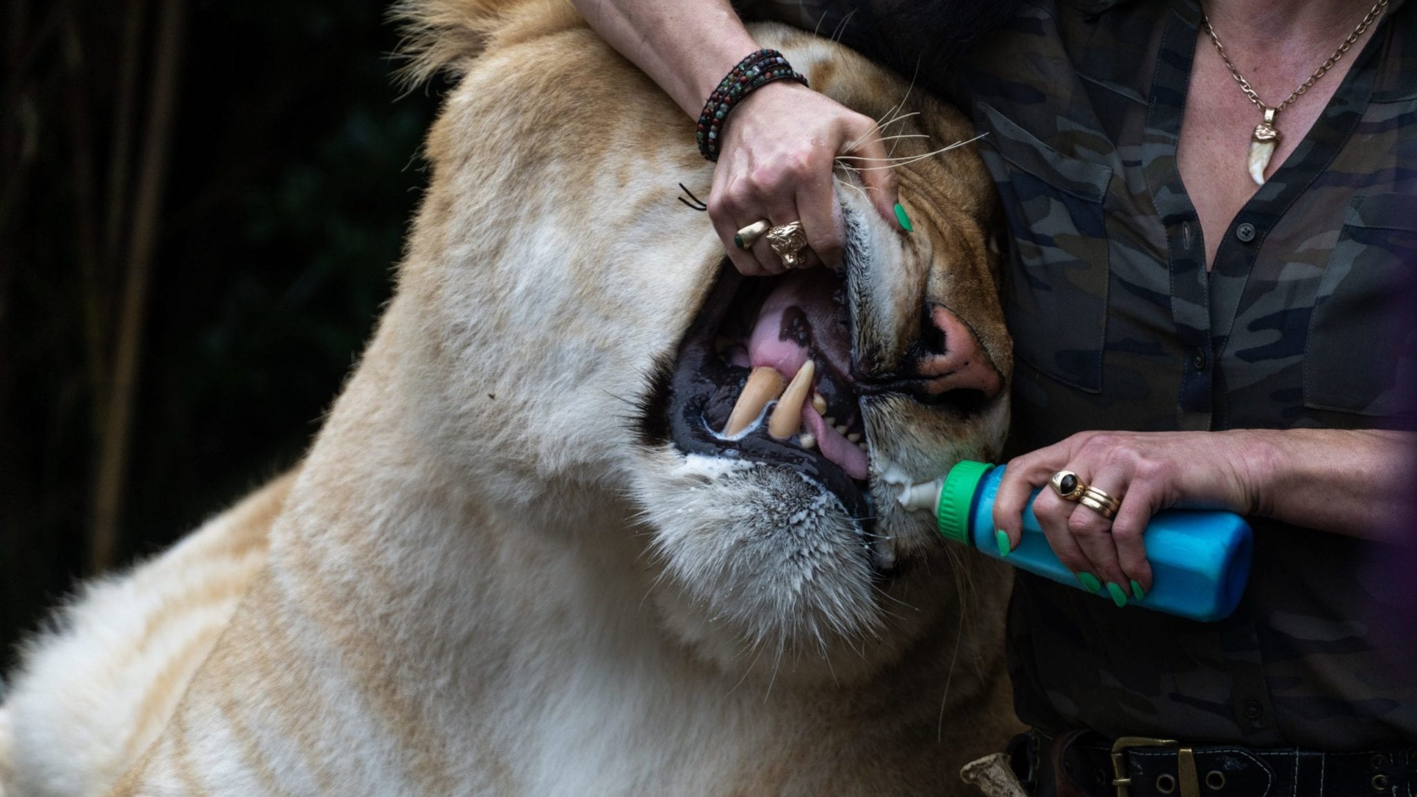 Five Reasons to Visit Doc Antle’s Myrtle Beach Safari Level 21 Mag